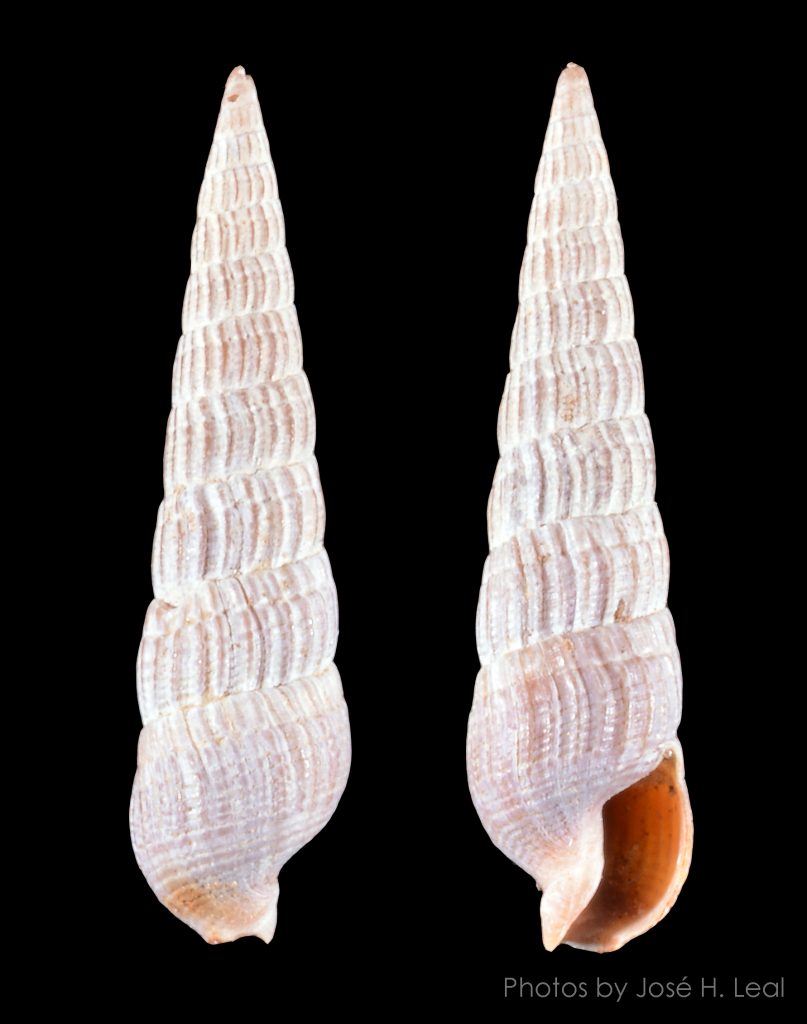 Fine-ribbed Auger