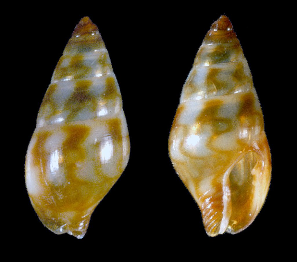 Lunar Dove Snail