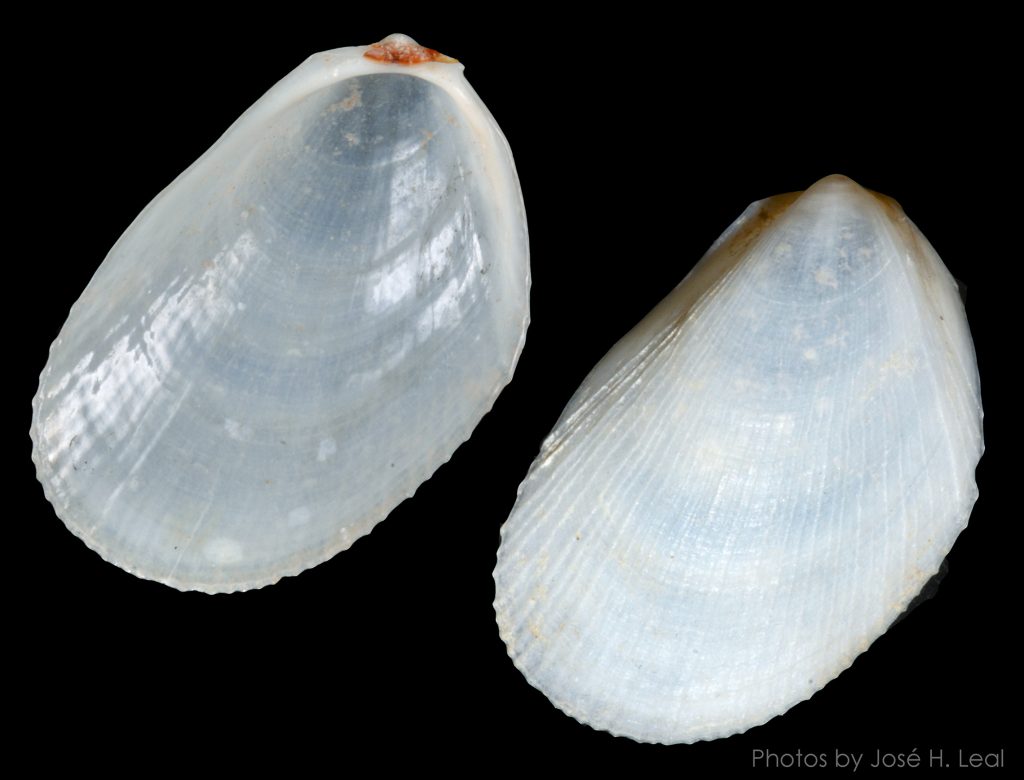 Limaria pellucida