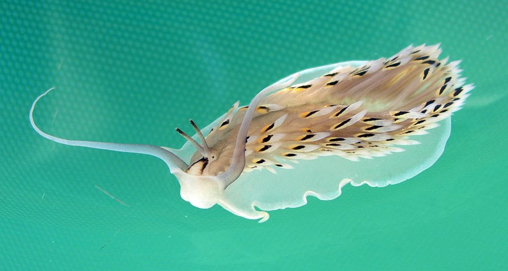 Cerberilla cf. tanna