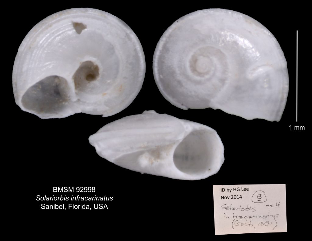 Solariorbis infracarinatus