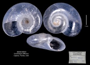 Cochliolepis differens