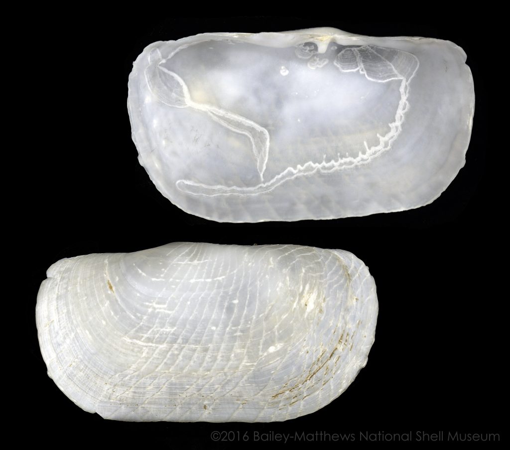 Solecurtus sanctaemarthae