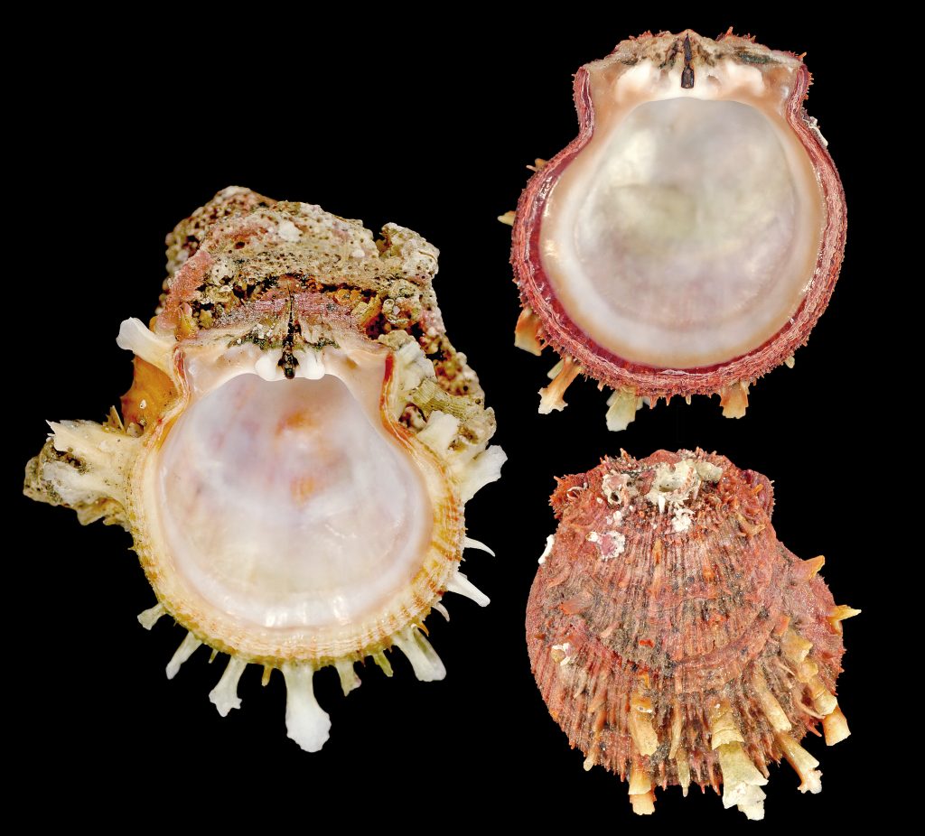 Digitate Thorny Oyster