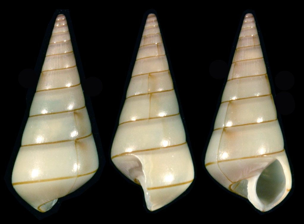 Niso cf. circinata
