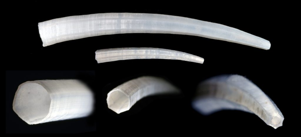 Paradentalium americanum