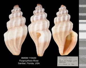 Pyrgocythara filosa