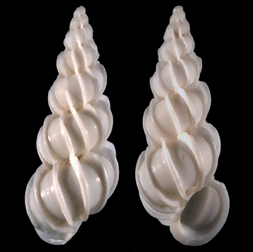 Angulate Wentletrap