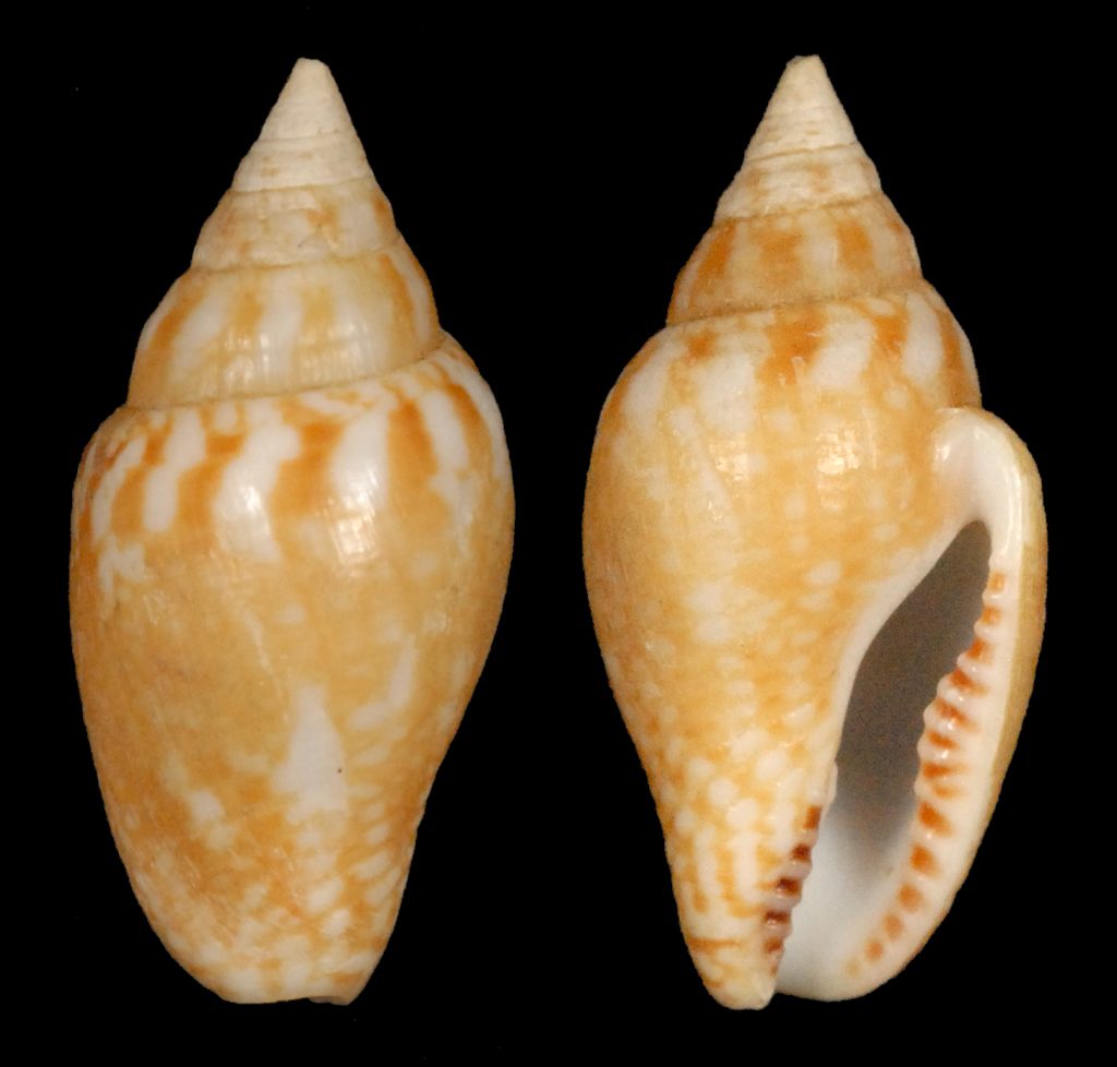 Rusty Dove Snail