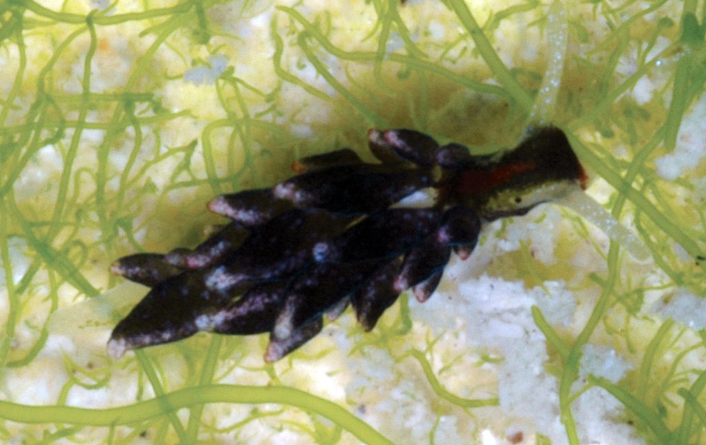 White-masked Costasiella