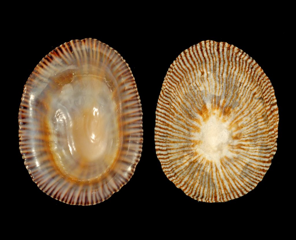 Striped False Limpet