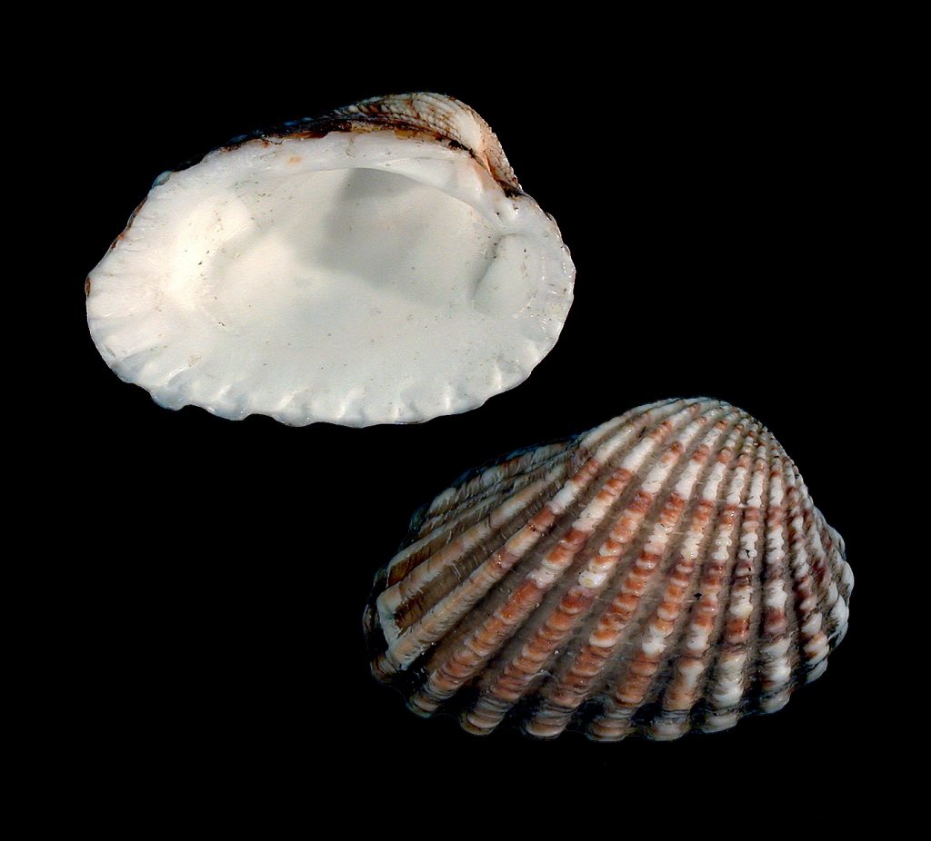 Broad-ribbed Carditid
