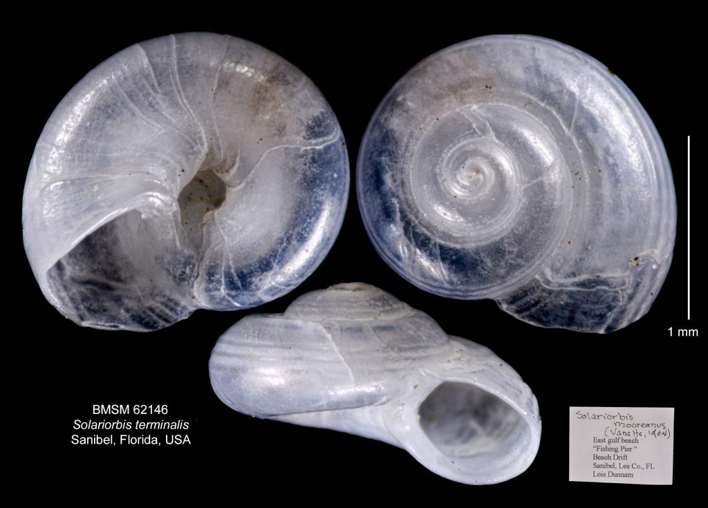 Solariorbis terminalis