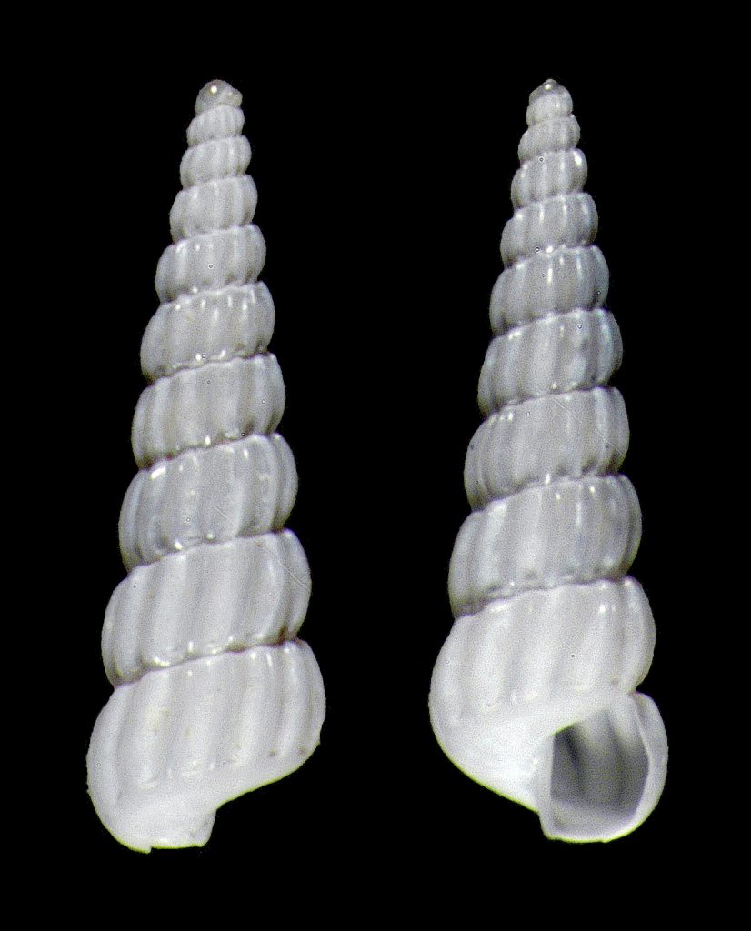 Dall Turbonilla
