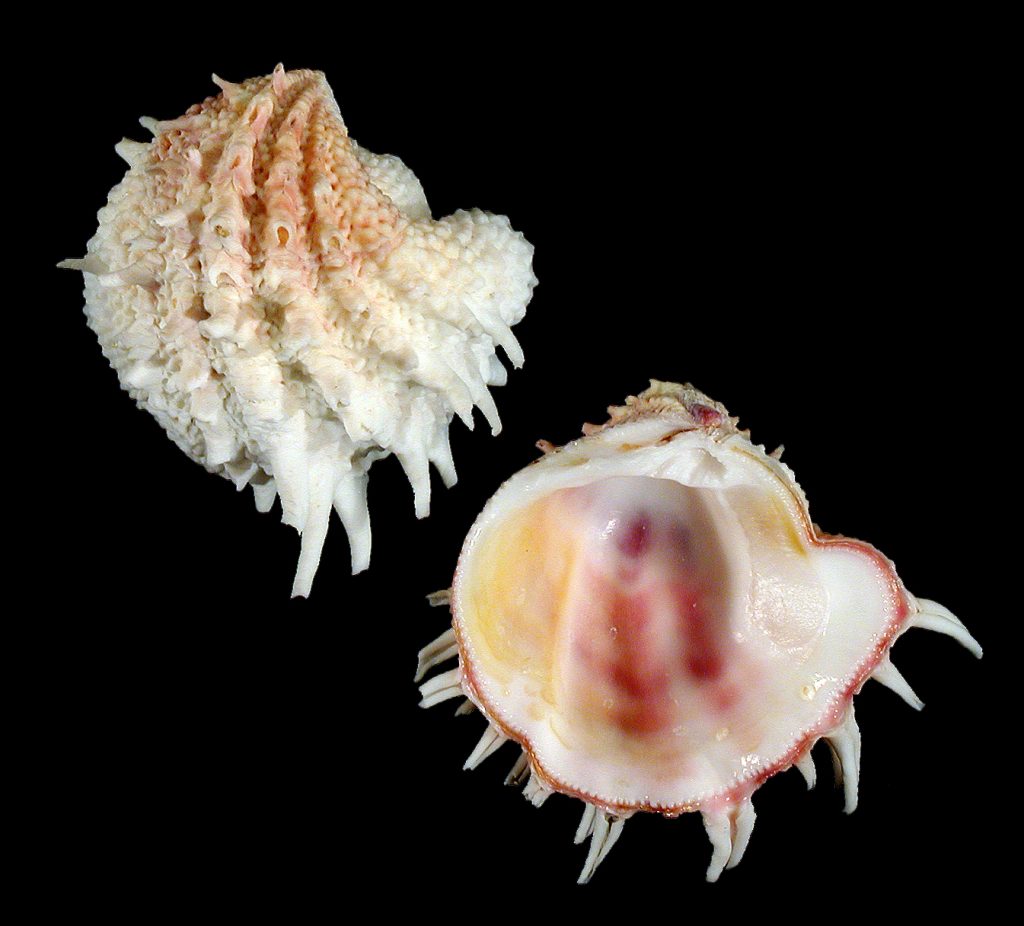 Florida Spiny Jewelbox