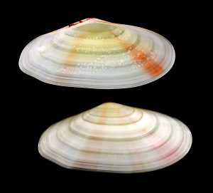 Tellina radiata