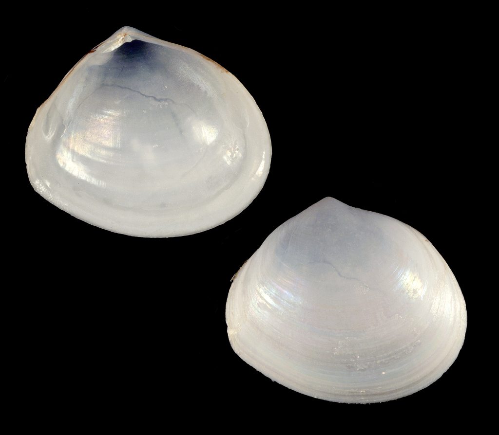 Abra aequalis