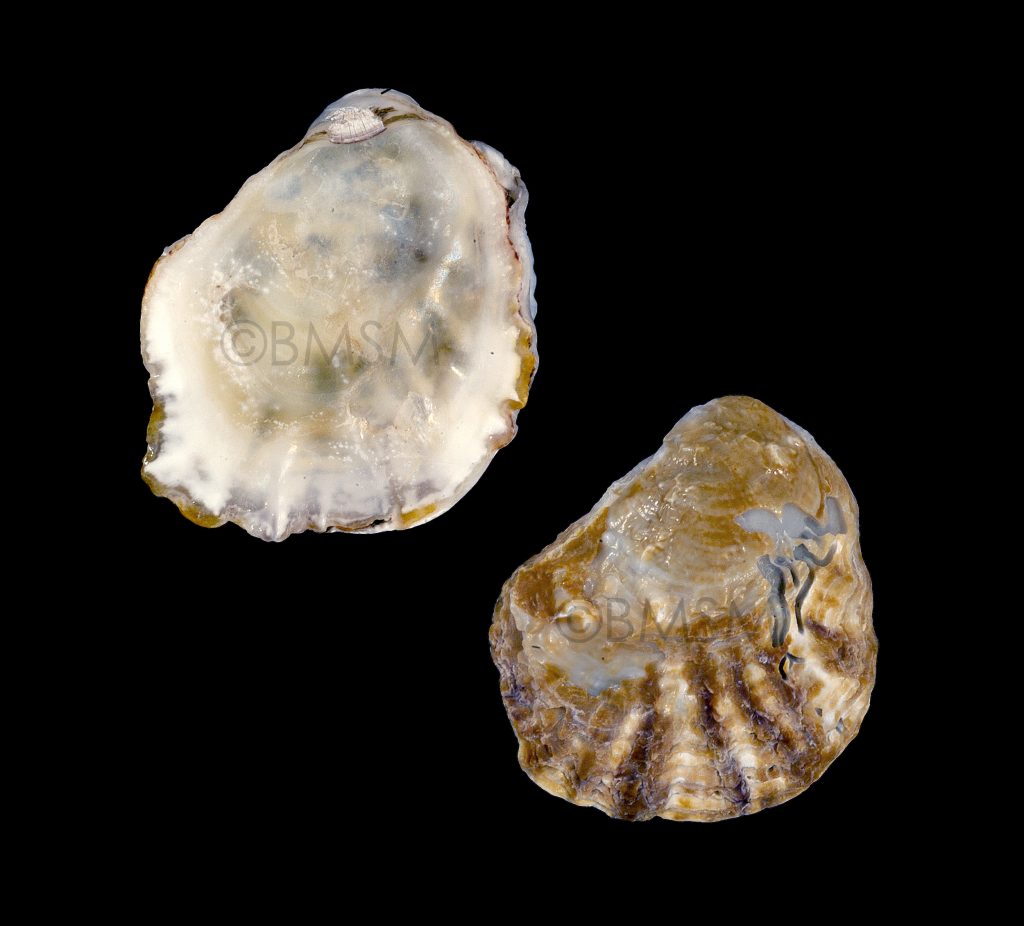 Crested Oyster