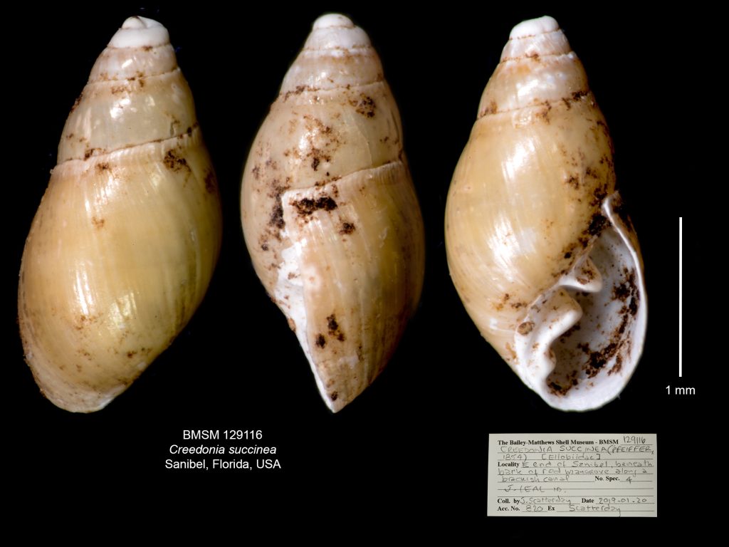 Creedonia succinea