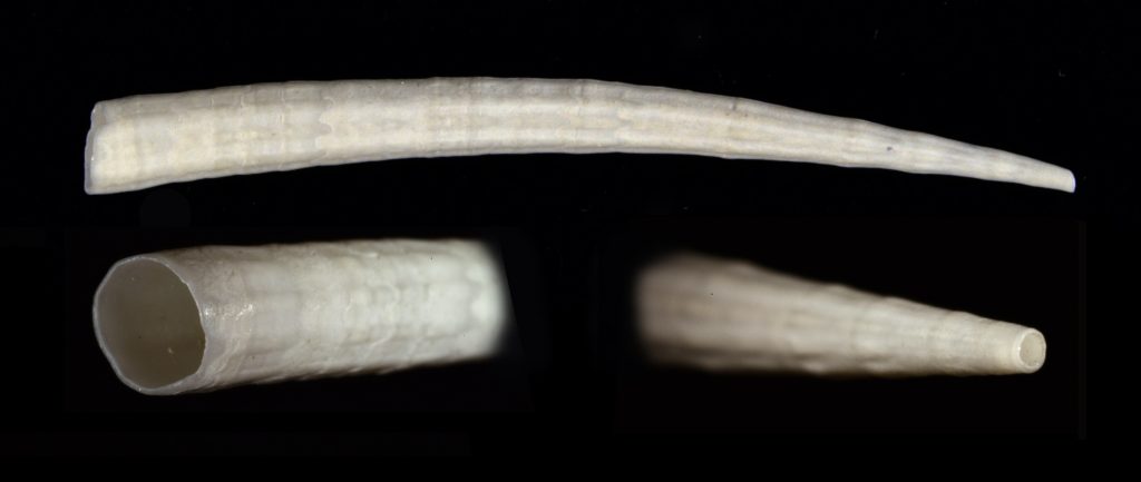 Dentalium laqueatum