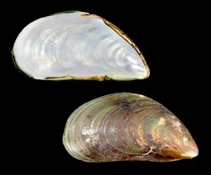 Green Mussel