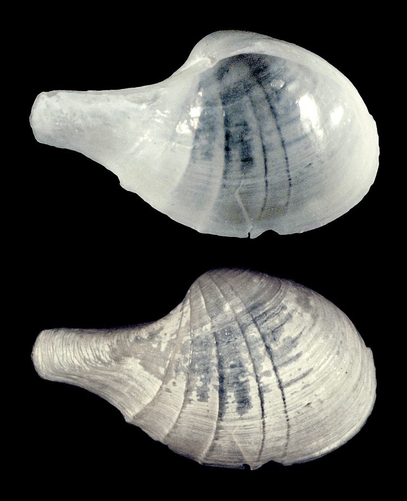 Cardiomya costellata