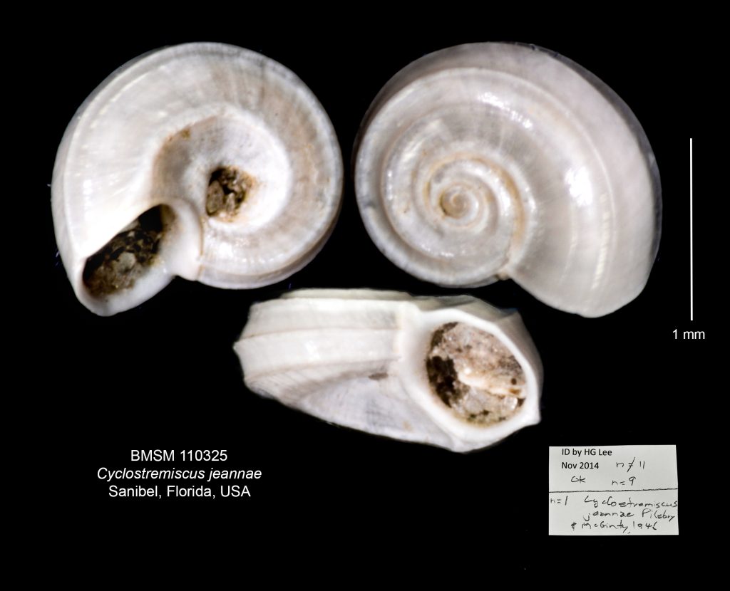 Cyclostremiscus jeannae