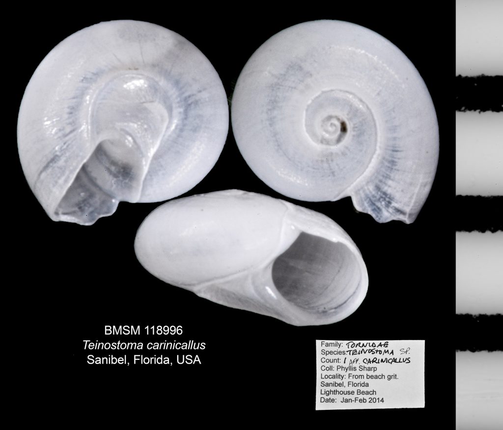 Teinostoma carinicallus