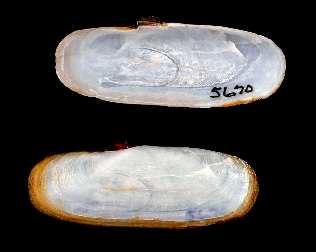 Tagelus plebeius