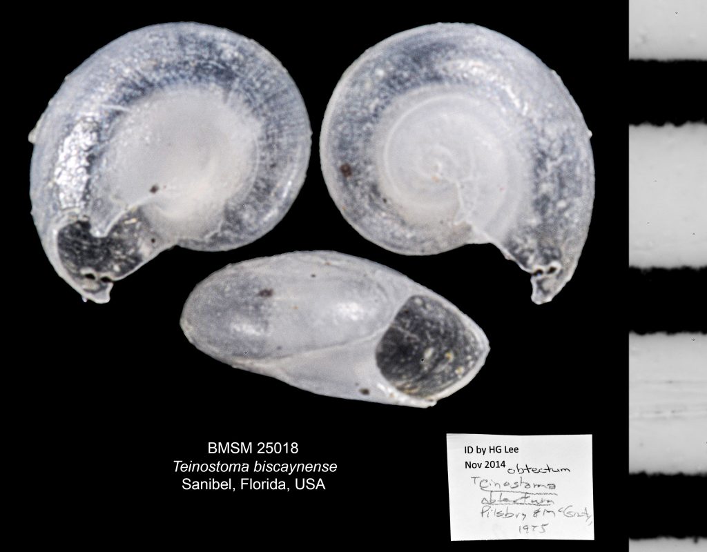 Teinostoma biscaynense