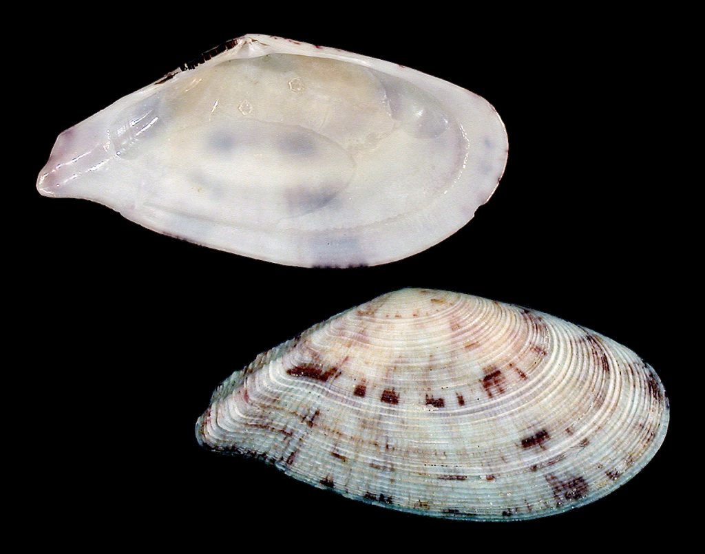 Tellinella mexicana