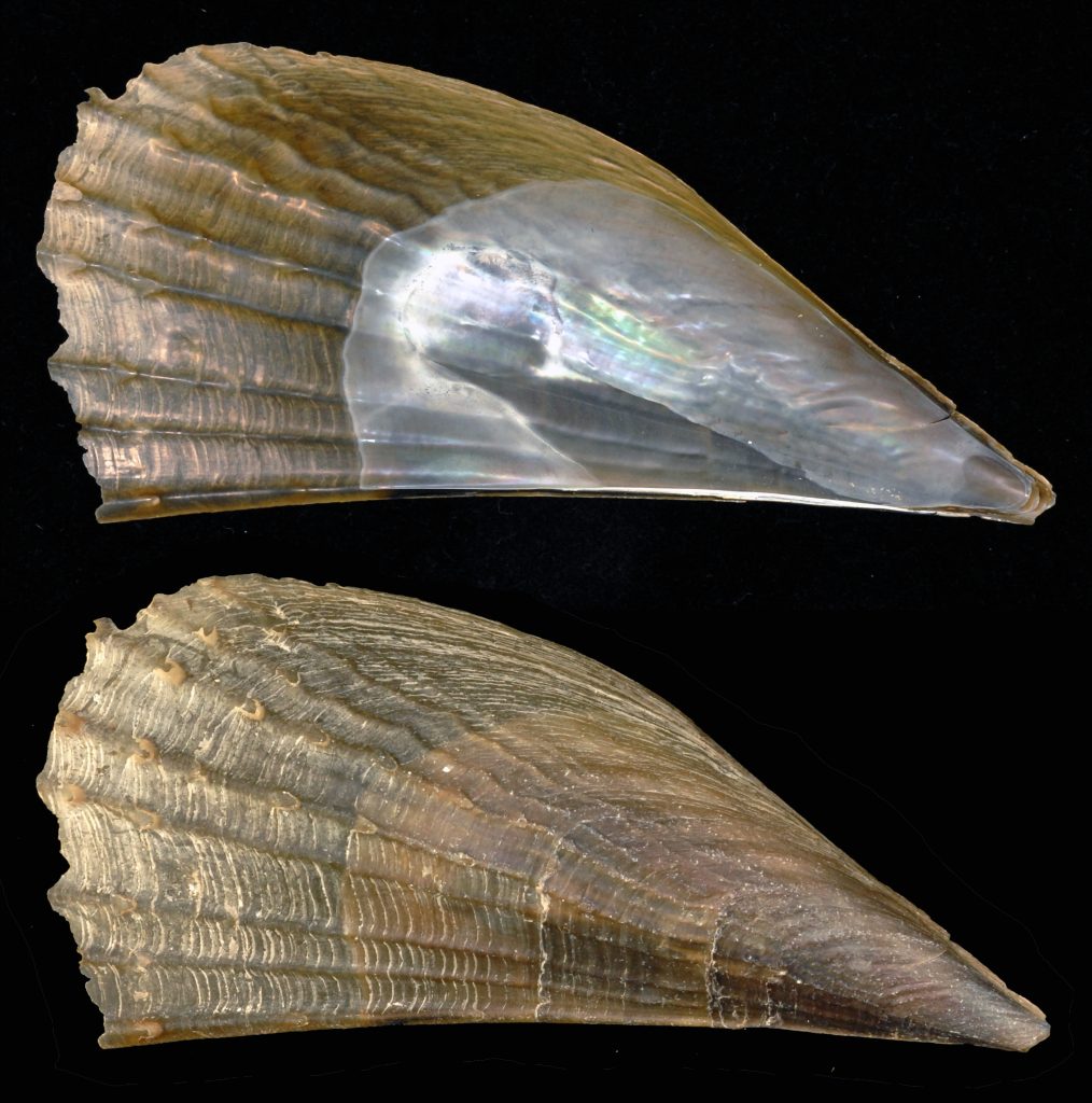 Half-naked Pen Shell