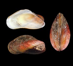 American Horse Mussel