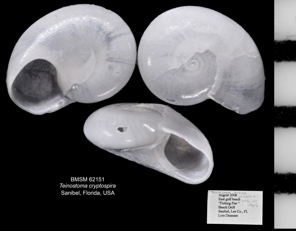 Teinostoma cryptospira