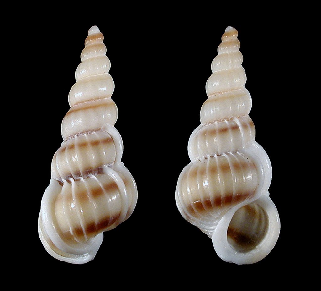 Brown-band Wentletrap
