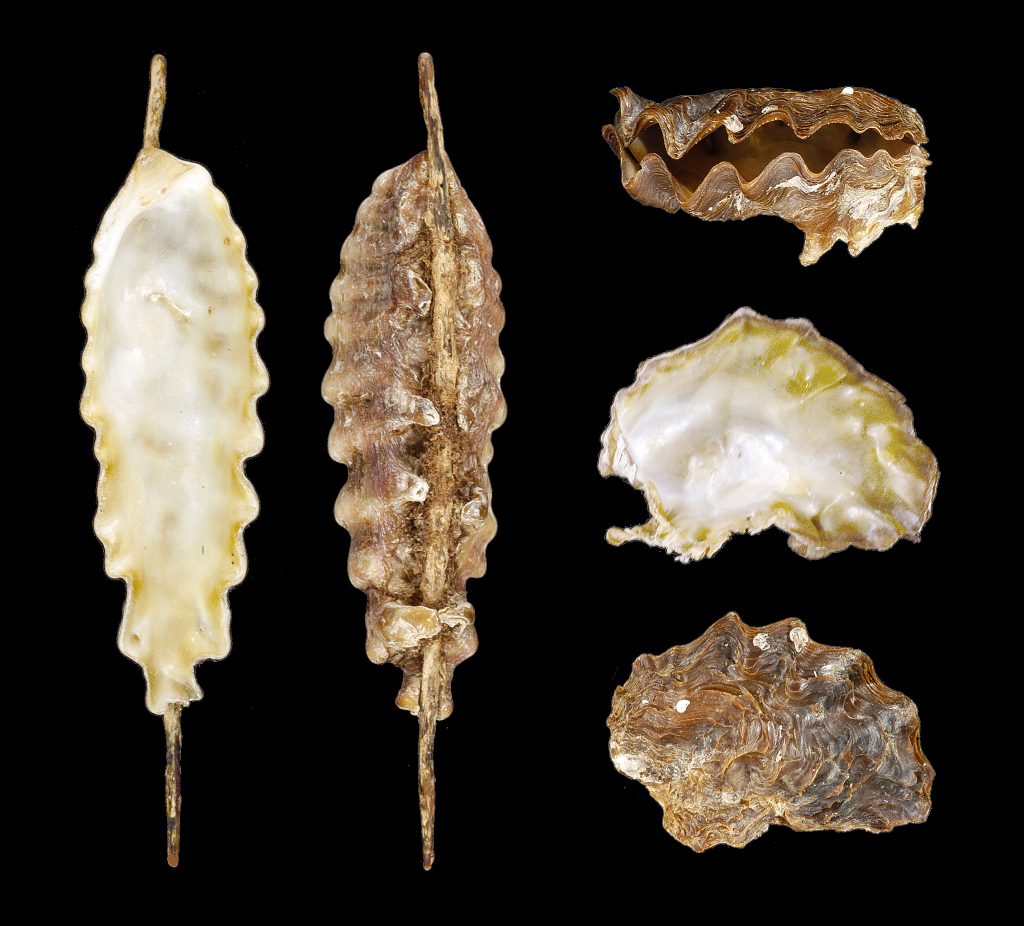 Frond Oyster