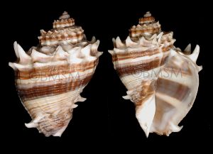 Crown Conch