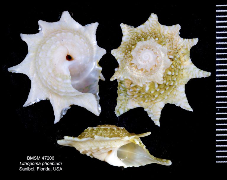 Lithopoma phoebium