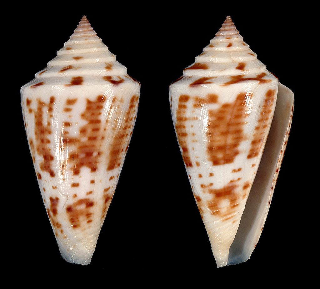 Florida Cone
