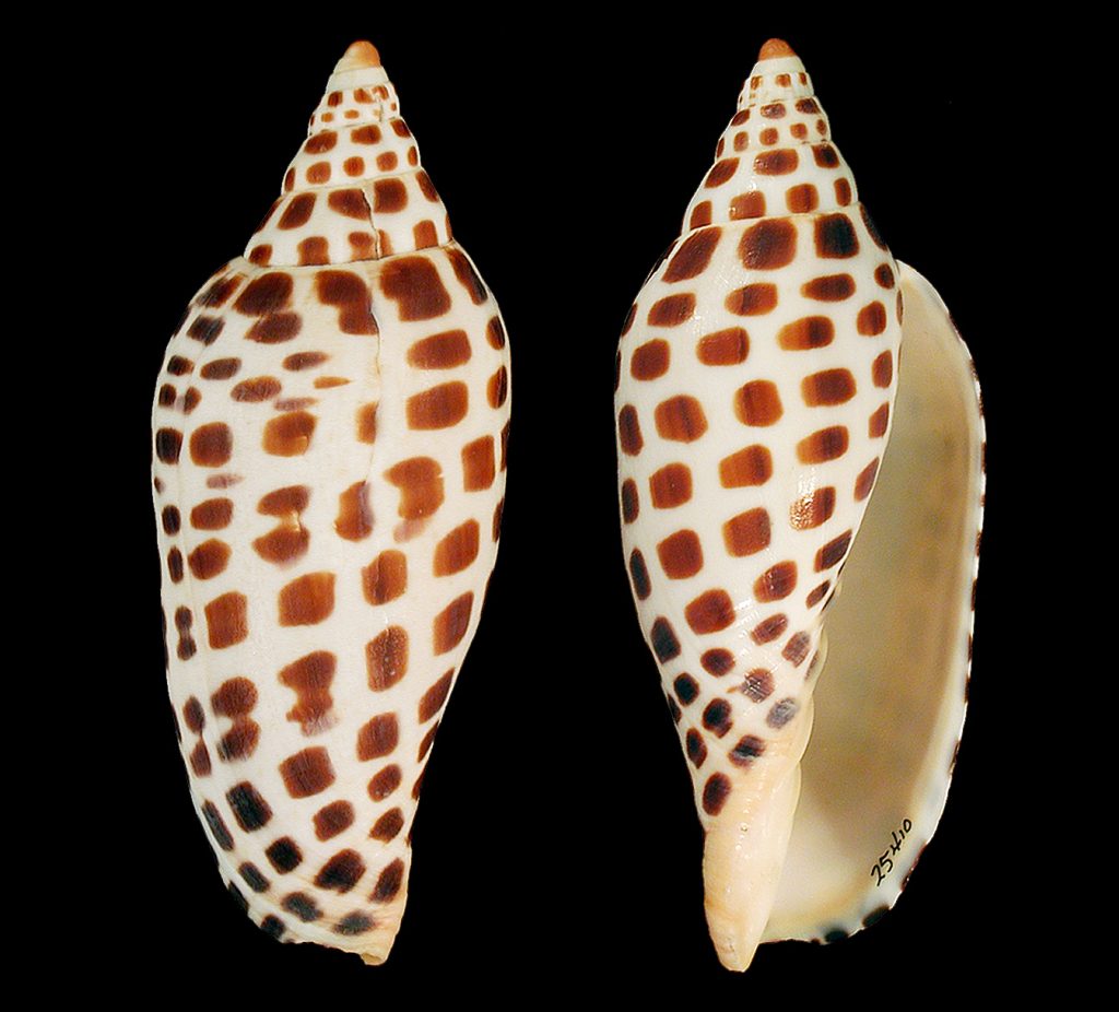 Junonia