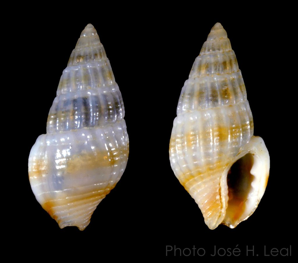 Fat Dove Snail
