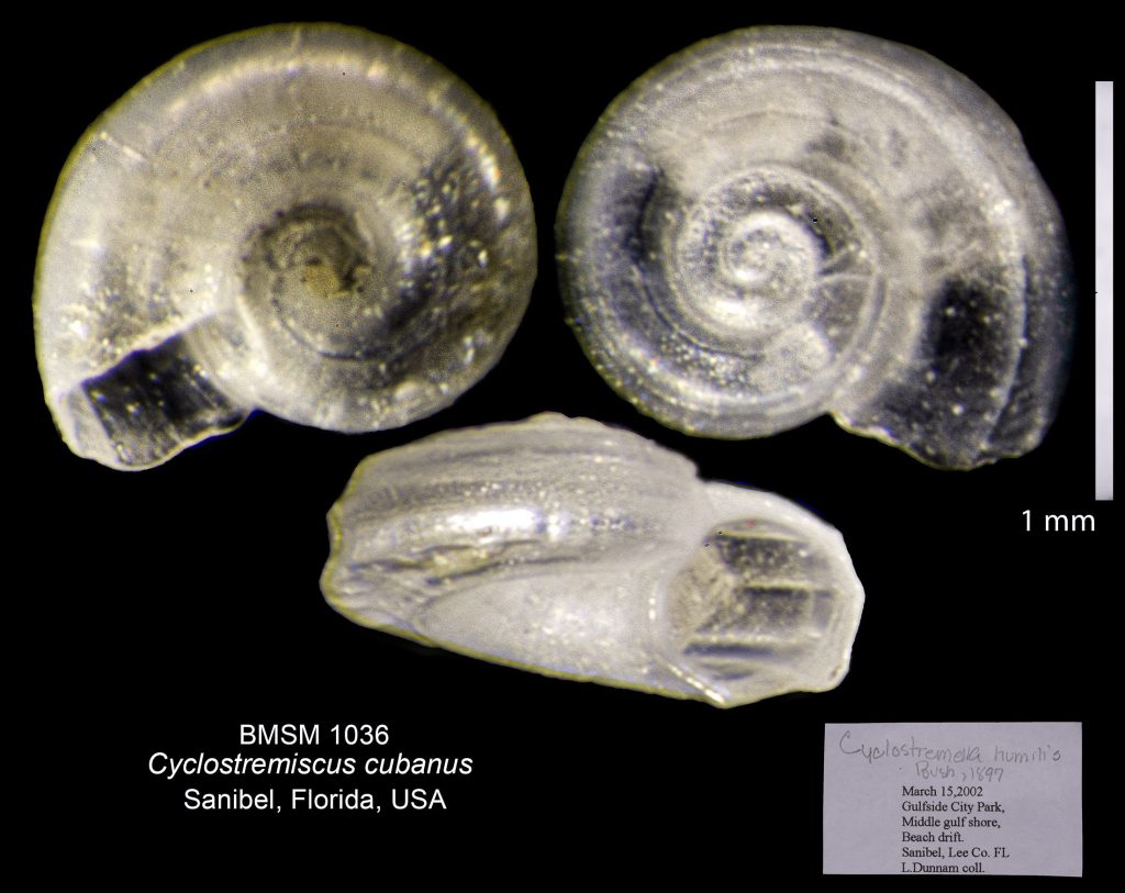 Cyclostremiscus cubanus