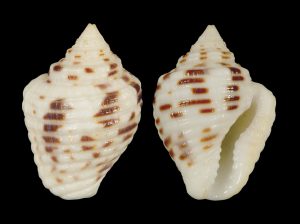 West Indian Dove Snail