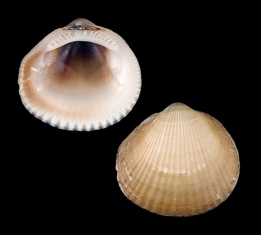 Spectral Bittersweet