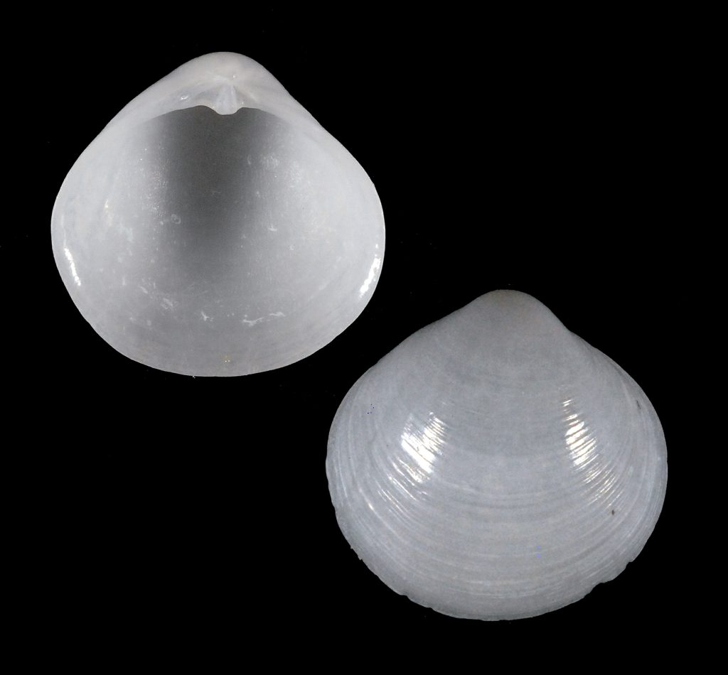 Diplodonta nucleiformis