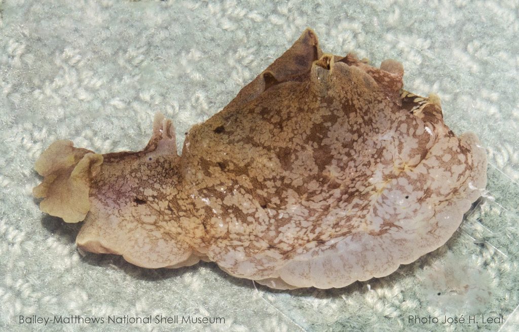 Aplysia brasiliana