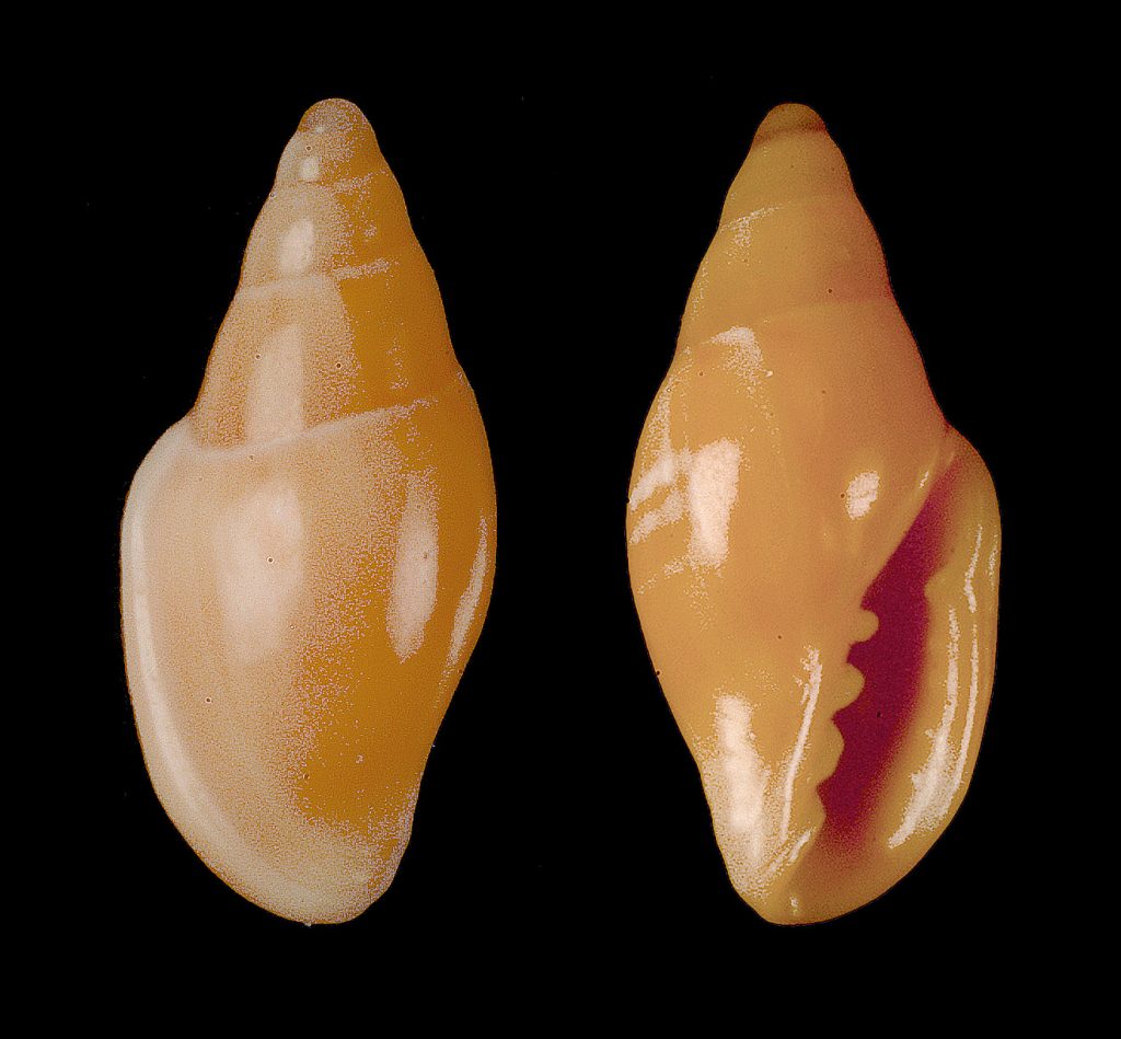 Tan Marginella