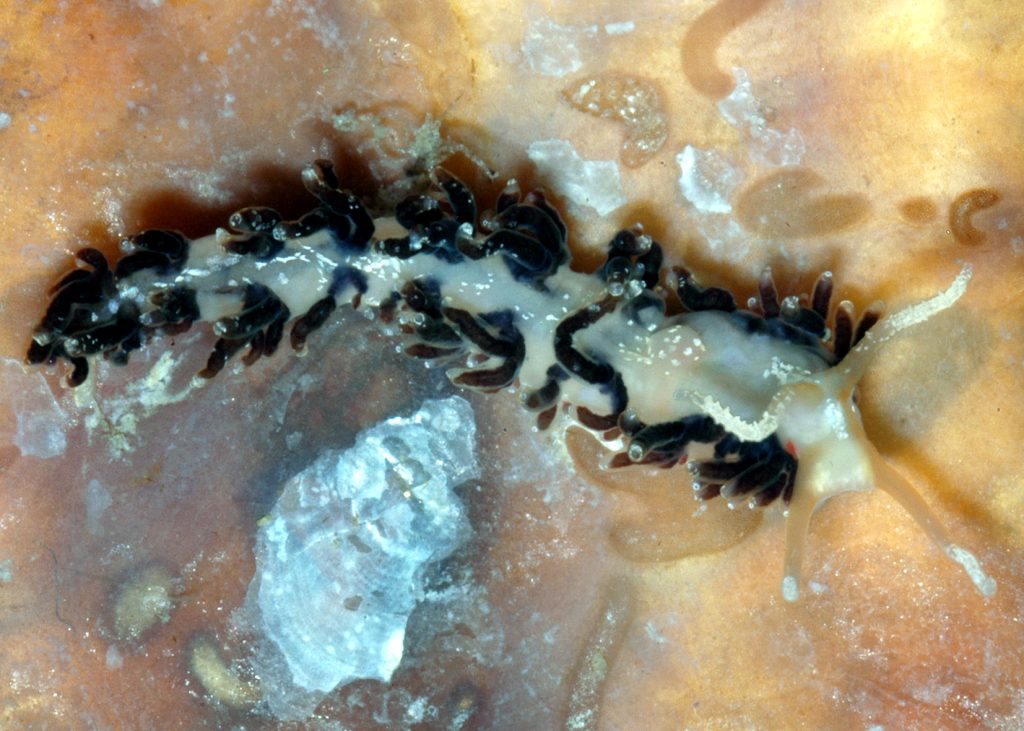 Orange-lined Nudibranch
