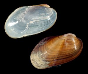 Chestnut Mussel