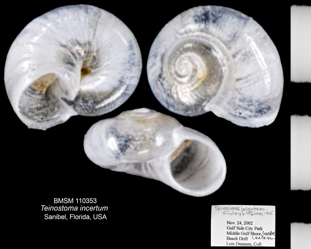 Teinostoma incertum